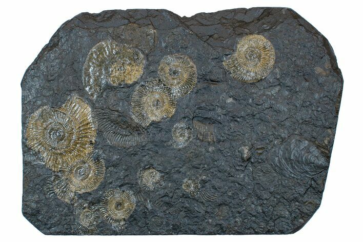 Dactylioceras Ammonite Cluster - Posidonia Shale, Germany #169469
